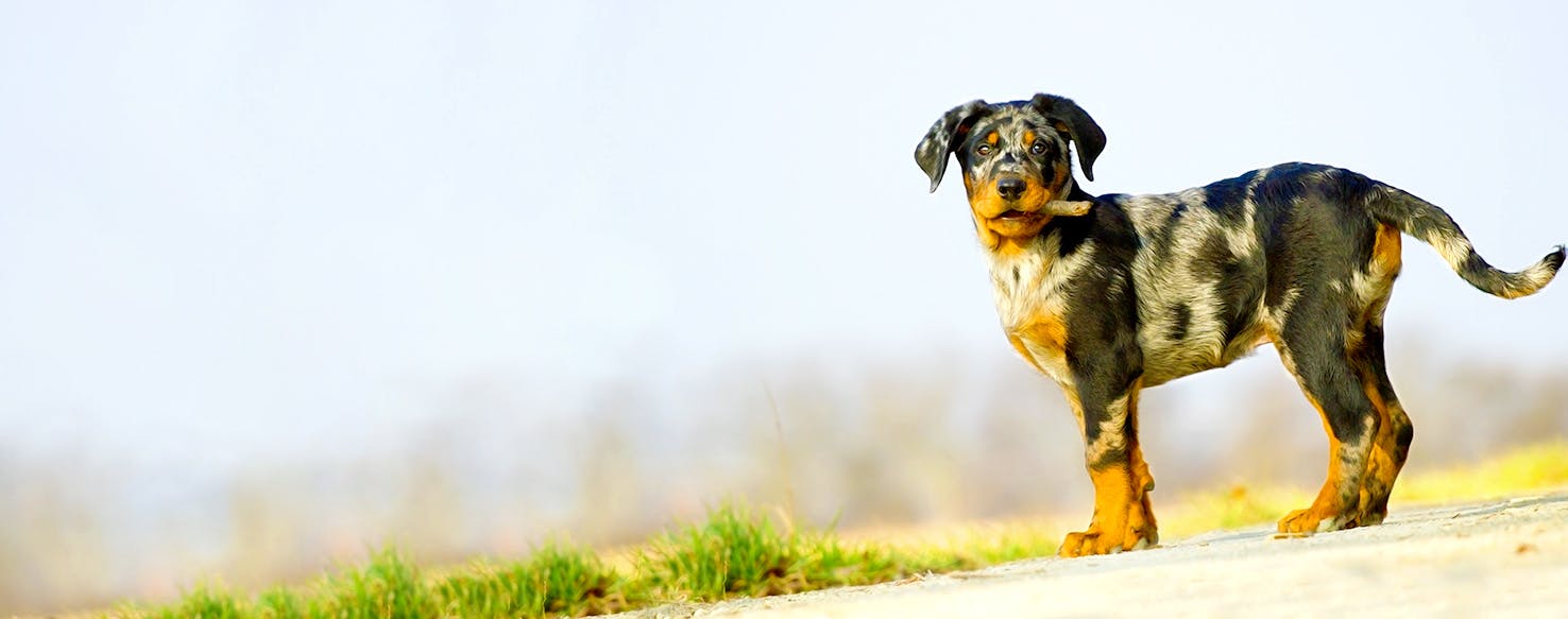 Hawaii Dog Names Popular Male and Female Names Wag!